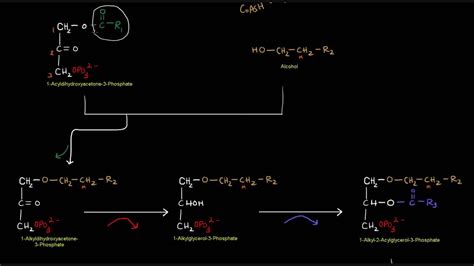 Plasmalogen Synthesis - YouTube