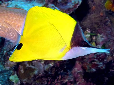 Longnose Butterflyfish - Forcipiger flavissimus - Palau - Photo 8 ...