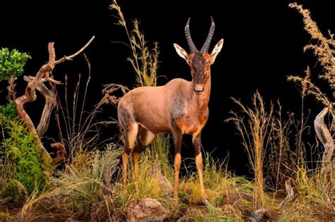 Hartebeest Taxidermy South Africa Get Hartebeest Trophy Quote