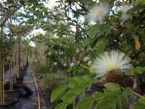 Calliandra Haematocephala ‘alba White Powder Puff Freund Flowering