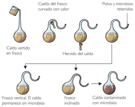 Experimento de Louis Pasteur - Escuelapedia - Recursos Educativos