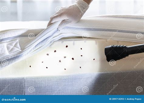 Bed Bug Infestation And Treatment Service Stock Image Image Of