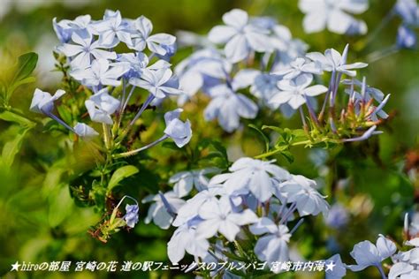 ★hiroの部屋★ 宮崎の花 道の駅フェニックスのルリマツリ（プルンバゴ） 宮崎市内海