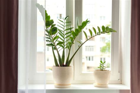 Guida Alla Coltivazione Della Zamioculcas Cura E Annaffiatura