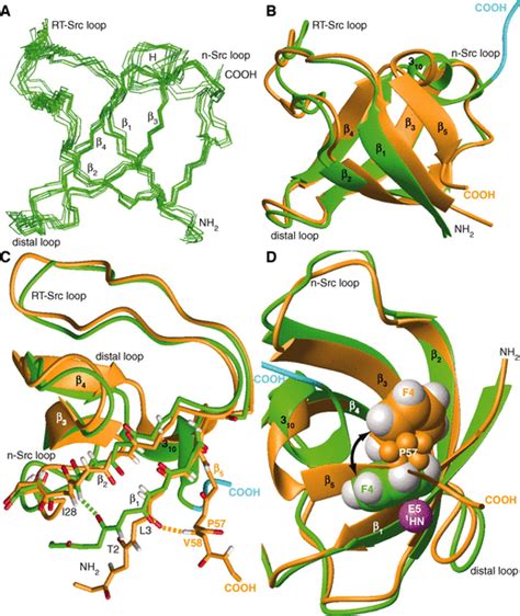 Structure Of An Intermediate State In Protein Folding And Aggregation