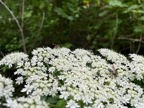 Cow Parsnip Important Native Or Nemesis Natural Areas Notebook