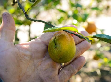 Citrus Greening Floridas Bittersweet Harvest Extra