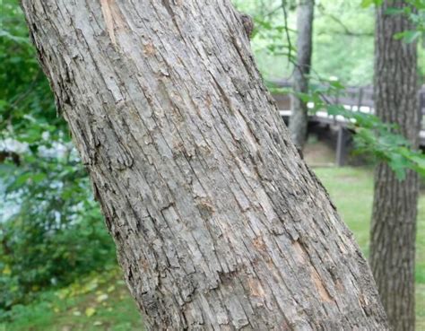 Hop Hornbeam (aka Ironwood) bark. Tree Id, North Georgia, Ironwood ...