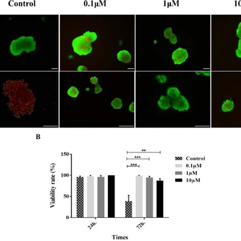 The Purified Human Pancreatic Islets Dithizone Stains The Islets Red