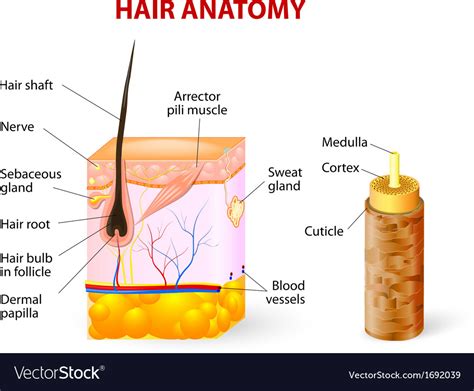 Hair Anatomy Diagram Royalty Free Vector Image