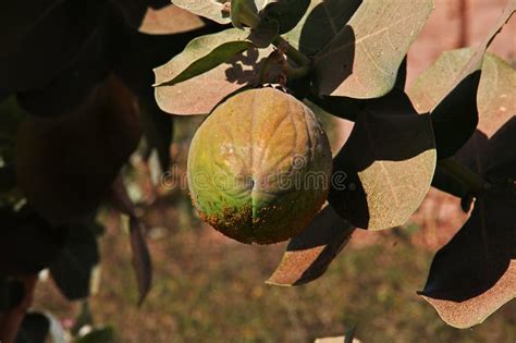 The Garden In The Small Village On Nile River Khartoum Sudan Stock