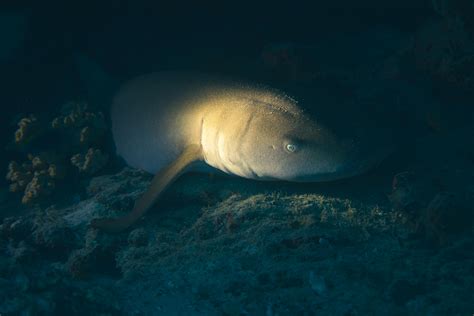 Photo of a Shark in an Aquarium · Free Stock Photo