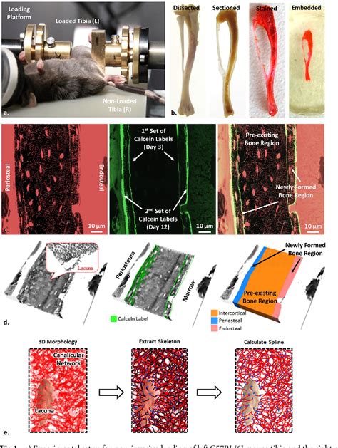 Figure 1 from Spatial variations in the osteocyte lacuno-canalicular ...