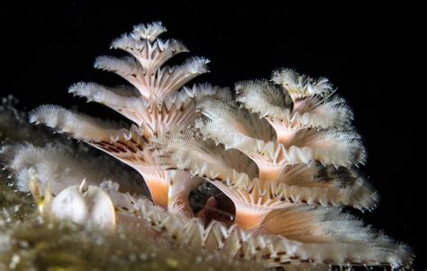 Great Barrier Reef Christmas Tree Worm Great Barrier Reef Liveaboards