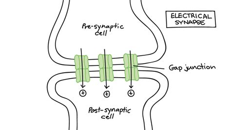 Synapses Diagram Quizlet