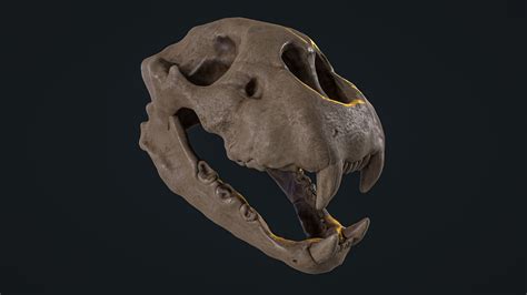 3D model Cheetah Skull VR / AR / low-poly | CGTrader