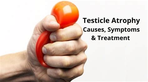 Testicular Atrophy Causes Symptoms And Treatment National Testicular