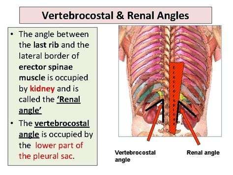 Anatomy Of Kidney By Prof Saeed Abuel Makarem