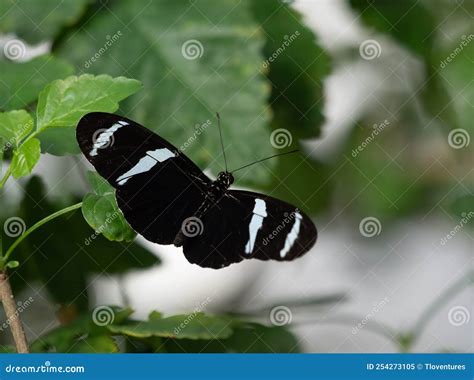 Black And White Antiochus Longwing Butterfly With Open Wings Perched On