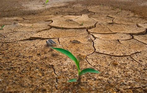 La Desertificaci N Y La Sequ A Precisa Menos Regadio