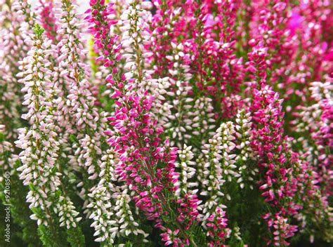 Calluna vulgaris Stock Photo | Adobe Stock