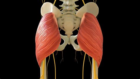 Gluteus Maximus Aufbau Funktion Verletzung Medi Karriere