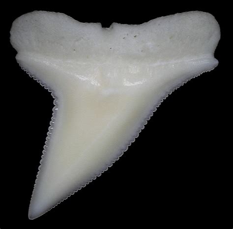 Shark Tooth ID Greater Hammerhead? - Fossil ID - The Fossil Forum