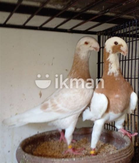 Pigeons For Sale In Menikhinna Ikman