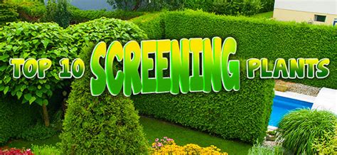 Top 10 Screening Plants Garden Advice Hello Hello Plants