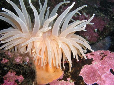 Sea Anemone - Sea Life Photo (161190) - Fanpop