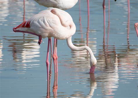 Flamant Rose Phoenicopterus Roseus Pont De Gau Flickr