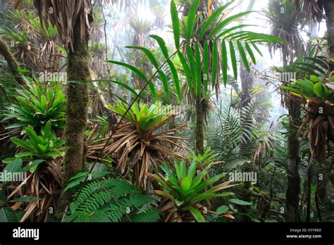 Bromeliad Bromeliaceae And Tree Fern At 1600 Meters Altitude In Tropical Rainforest Sierra