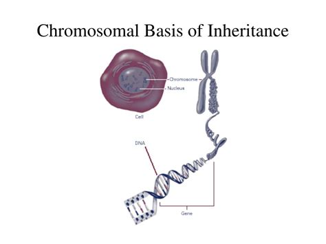 Ppt Chromosomal Basis Of Inheritance Powerpoint Presentation Free