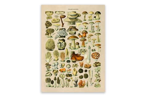 Mushroom Species Print Vintage Style Mushroom Illustration Adolphe