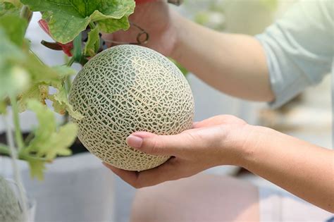 When and How to Harvest Cantaloupe | Gardener’s Path