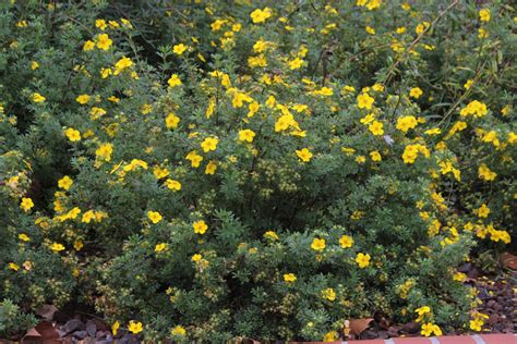 Dasiphora fruticosa syn Potentilla fruticosa Was blüht jetzt