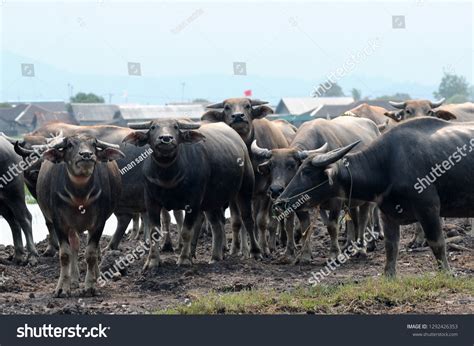 Beberapa Kerbau Peliharaan Warga Kalimantan Berkumpul Stock Photo 1292426353 | Shutterstock