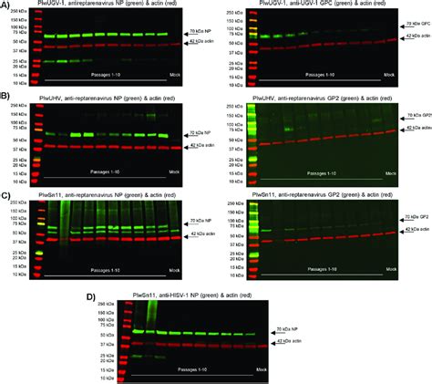 Expression Of Viral Np And Gps Through The First Passages Of The