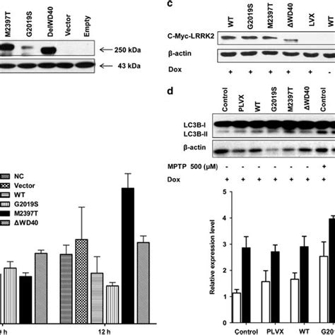 Functional Assays Of Lrrk2 Allele Pthr2397 A Immunoblot Analysis Of