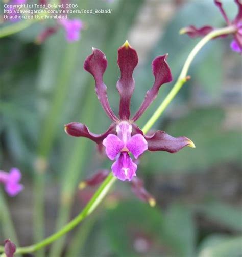 Plantfiles Pictures Species Orchid Dark Red Encyclia Encyclia