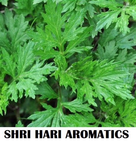 Artemisia Oil Marikolunthu Oil Latest Price Manufacturers Suppliers