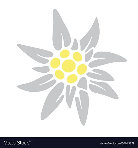 Edelweiss Icon Royalty Free Vector Image VectorStock