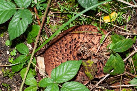 All About the Hedgehog Mushroom - Minneopa Orchards