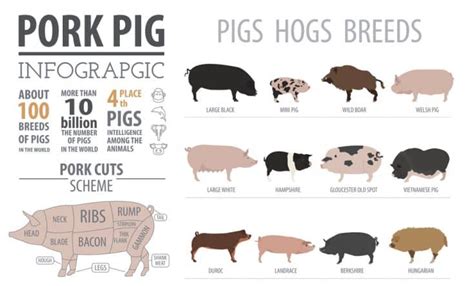 Duroc Pigs: Breed info, Lifespan, & Characteristics - Northern Nester