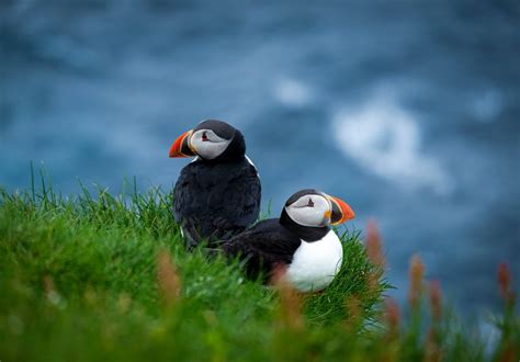 Puffins among list of iconic seabirds on the brink of extinction