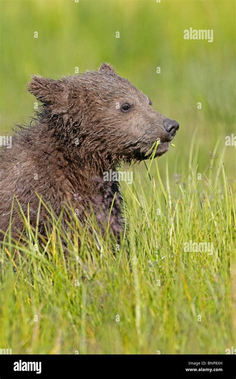 Brown Bear Cub Eating Grass In Alaska Stock Photo Alamy