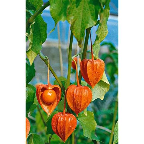 Physalis Alkekengi Var Franchetti Graines Baumaux