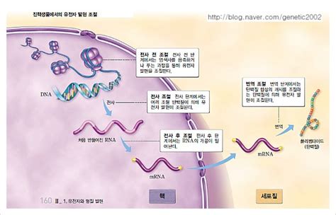 진핵세포의 유전자 발현 조절 2012년 개정교육과정 생명과학 2 내용 네이버 블로그