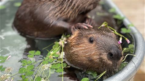 Beavers Eating Clover Youtube