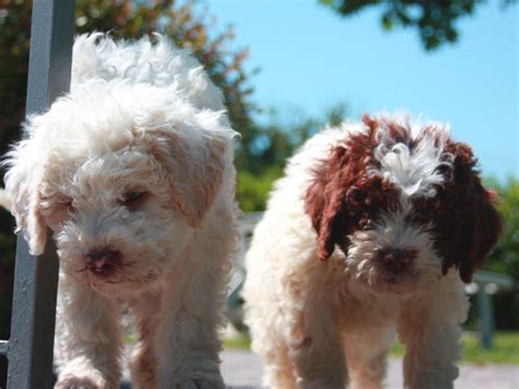 Allevamento Lagotto Romagnolo Cuccioli Valle Dei Medici